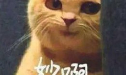 爆炸蜘蛛最新爆料视频,震撼视频曝光，神秘生物真相揭晓！